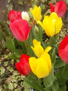 �`���[���b�v