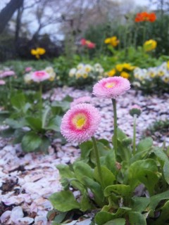 �U�����Ԃт�Ŗ��܂����Ԓd