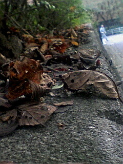 �����H�ł���